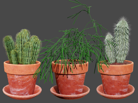 Realistic 3D Indoor Cacti 3D मॉडल