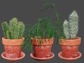 Realistic 3D Indoor Cacti 3D Модель