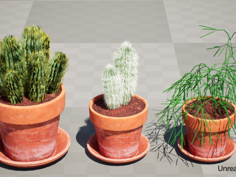Realistic 3D Indoor Cacti 3D Model