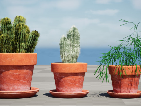 Realistic 3D Indoor Cacti 3D Model