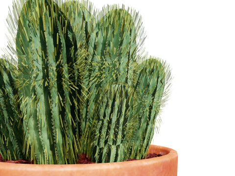 Realistic 3D Indoor Cacti 3D Model