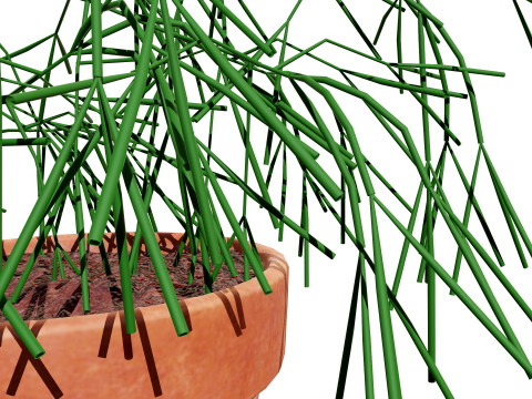 Realistic 3D Indoor Cacti 3D Model