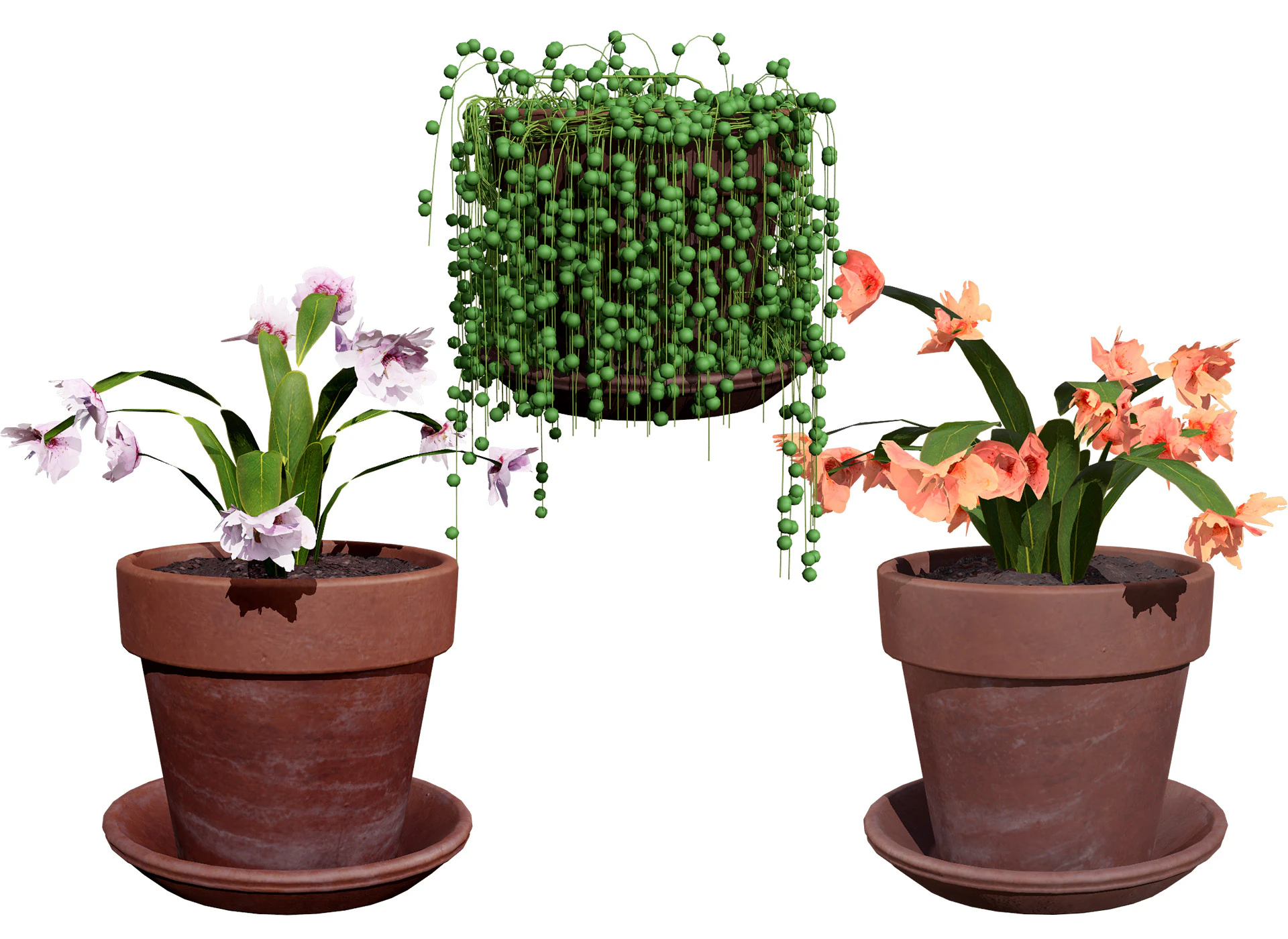 Cactus Schlumbergera Modèle 3D .c4d .max .obj .3ds .fbx .stl .blend 