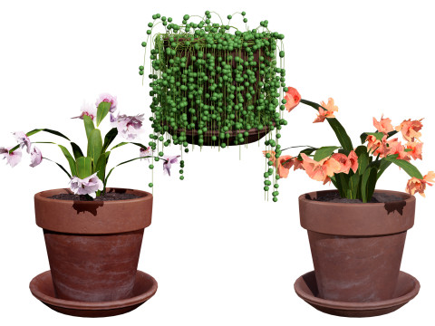 Schlumbergera Cactus 3D Модель