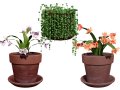 Schlumbergera Cactus 3D Модель