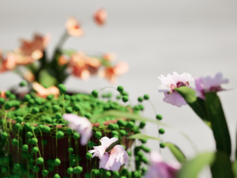Schlumbergera Cactus 3D Модель