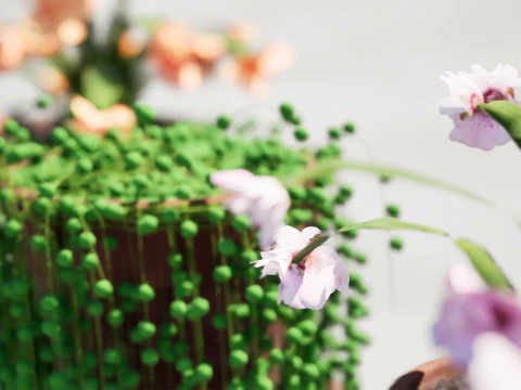 Cactus Schlumbergera Modèle 3D