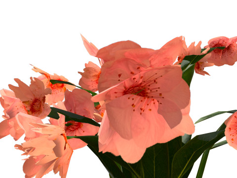 Schlumbergera Cactus 3D Модель