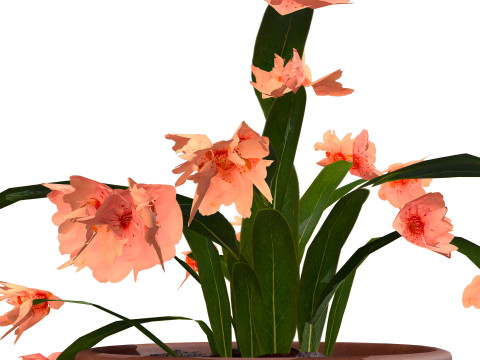 Schlumbergera Cactus 3D Модель