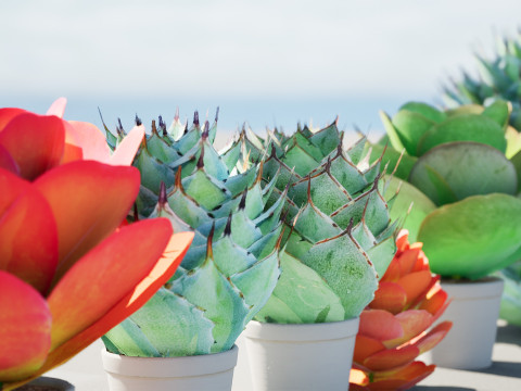 Kalanchoe and Agave Pack Modelo 3D