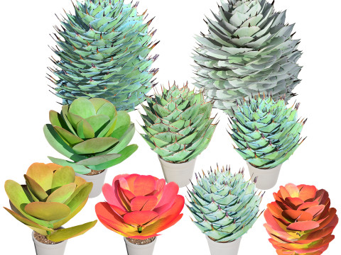Kalanchoe and Agave Pack Modelo 3D