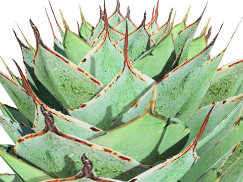 Kalanchoe and Agave Pack Modelo 3D