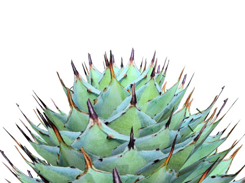 Kalanchoe and Agave Pack Modelo 3D