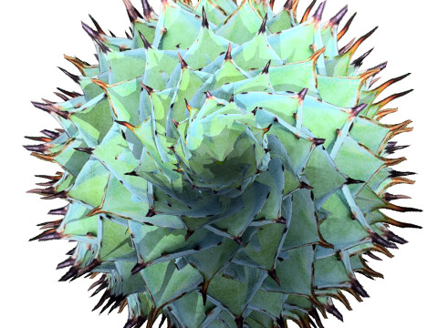 Kalanchoe and Agave Pack Modelo 3D