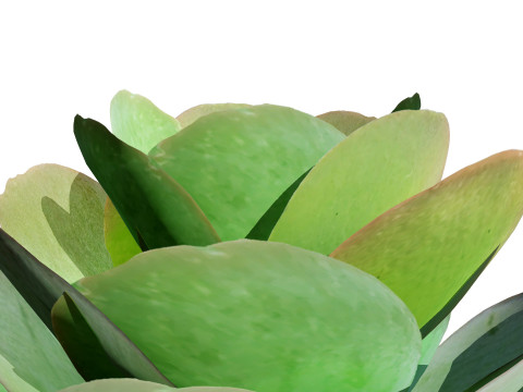 Kalanchoe and Agave Pack Modelo 3D
