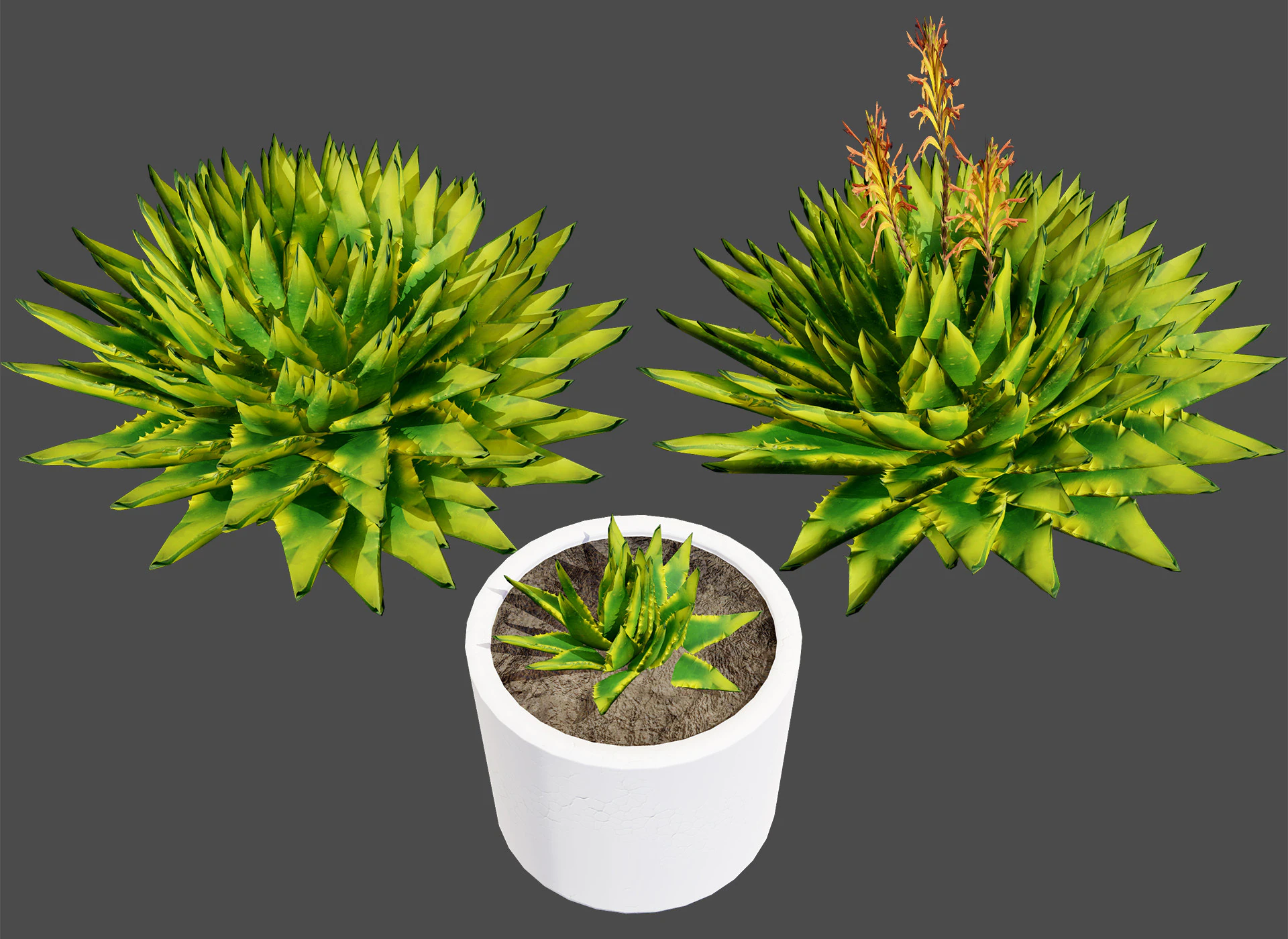 Spiral Aloe Plant 3D Model .c4d .max .obj .3ds .fbx .stl .blend 