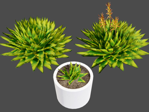 Spiral Aloe Plant 3D 模型