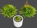 Spiral Aloe Plant 3D Модель