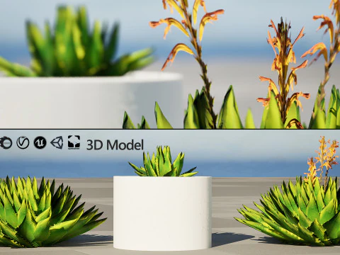 Spiral Aloe Plant 3D Model