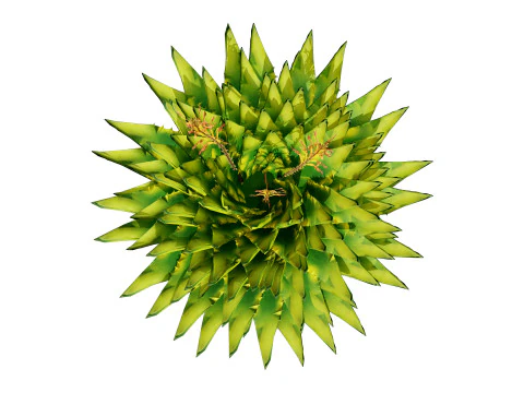 Spiral Aloe Plant 3D Model