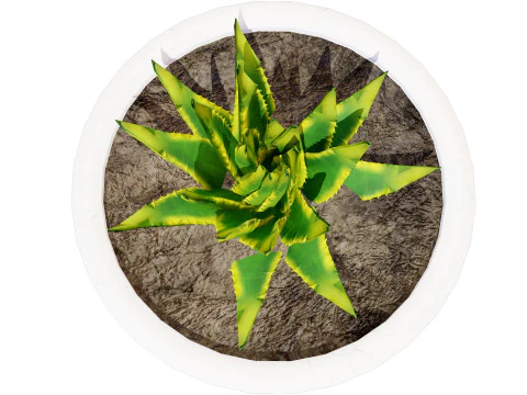 Spiral Aloe Plant 3D Model