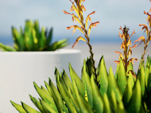 Spiral Aloe Plant 3D Model
