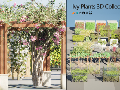 Ivy Collection 3D 3D मॉडल