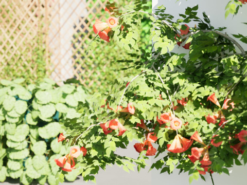 Ivy Collection 3D 3D मॉडल