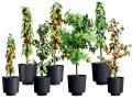 Columnar Fruit Trees 3D-Modell