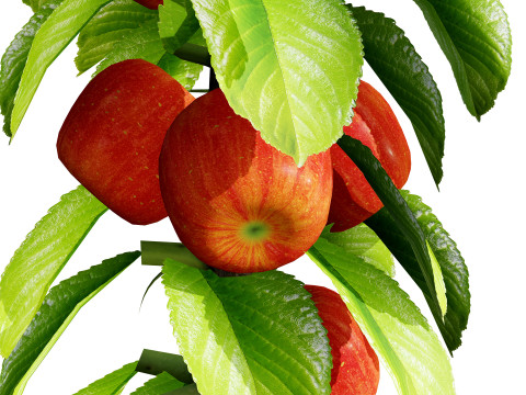 Columnar Fruit Trees 3D मॉडल