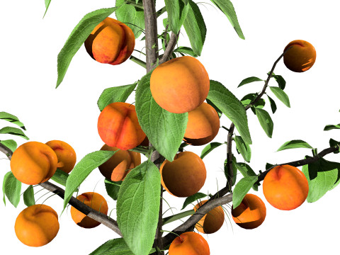 Columnar Fruit Trees 3D मॉडल
