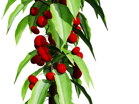 Columnar Fruit Trees 3D मॉडल