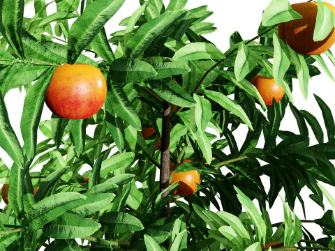 Pohon Buah Kolumnar Model 3D