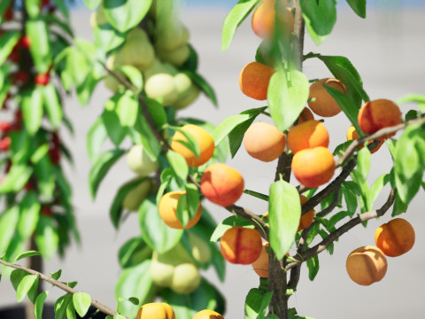 Columnar Fruit Trees 3D मॉडल