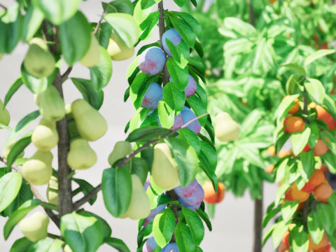 Pohon Buah Kolumnar Model 3D