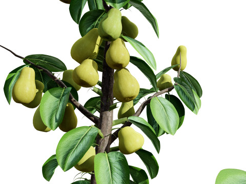 Columnar Fruit Trees 3D मॉडल