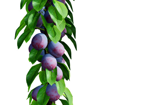 Columnar Fruit Trees 3D मॉडल