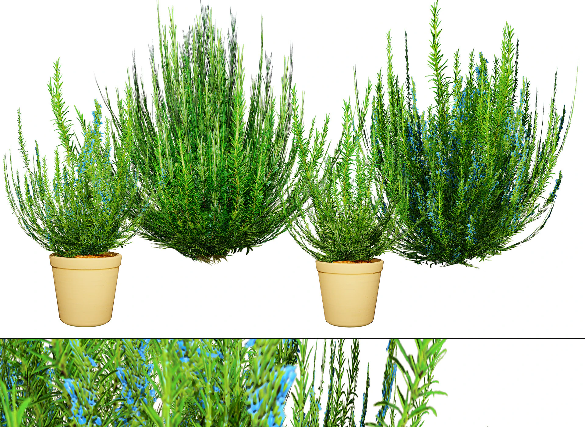 Rosmarinstrauch 3D Modell .c4d .max .obj .3ds .fbx .stl .blend 