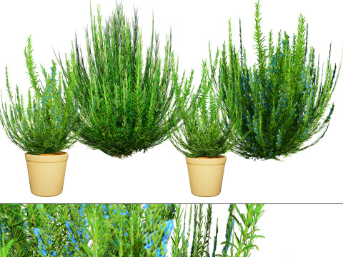 Rosemary Shrub 3D Model