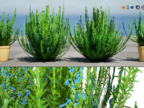 Rosemary Shrub Modelo 3D