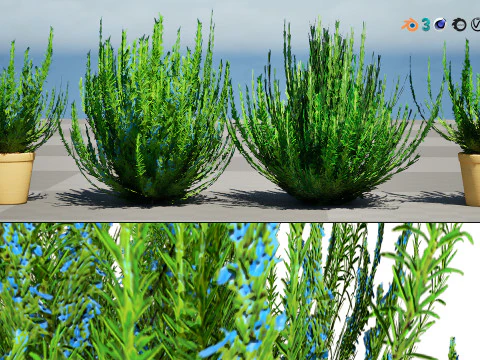 Rosmarinstrauch 3D Modell