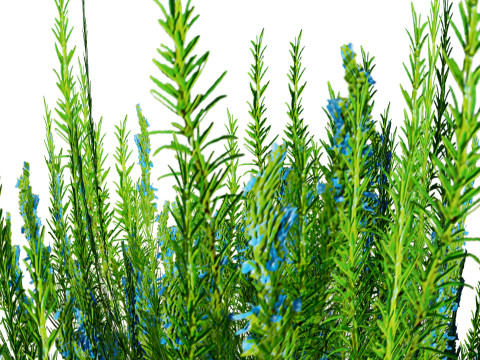 Rosemary Shrub Modelo 3D