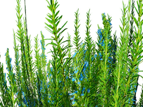 Rosmarinstrauch 3D Modell