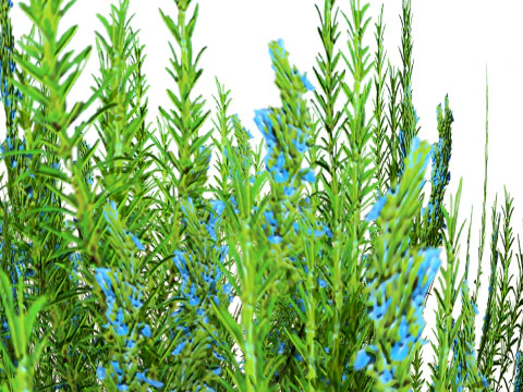 Rosmarinstrauch 3D Modell