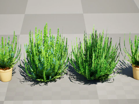 Rosmarinstrauch 3D Modell