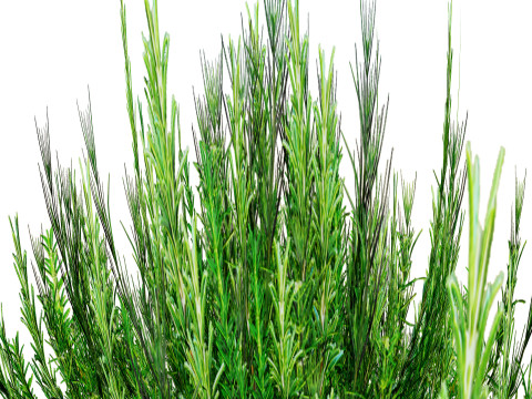 Rosemary Shrub Modelo 3D