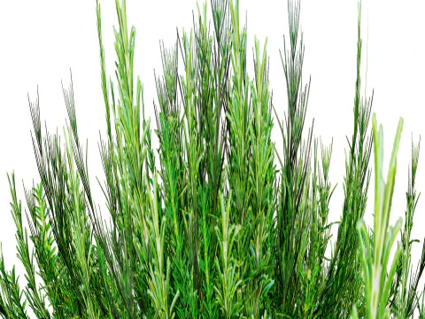 Rosmarinstrauch 3D Modell