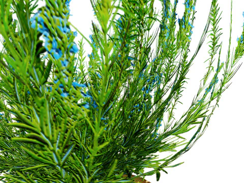 Rosmarinstrauch 3D Modell