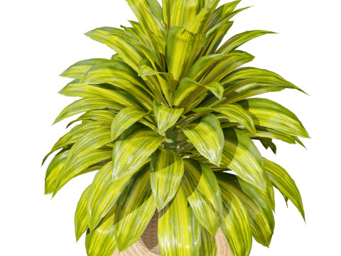 Corn Plant 3D Модель