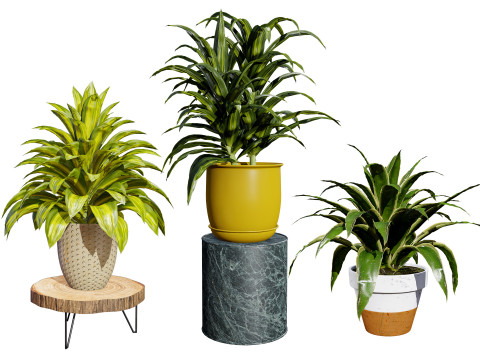 Corn Plant 3D Модель